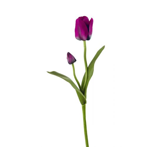 Тюльпан SMALLY цвета бургунди декоративный